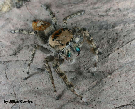 Image of Phidippus phoenix Edwards 2004