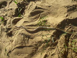 Image of Sind Longnose Sand Snake