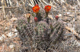 Image of Echinocereus gurneyi