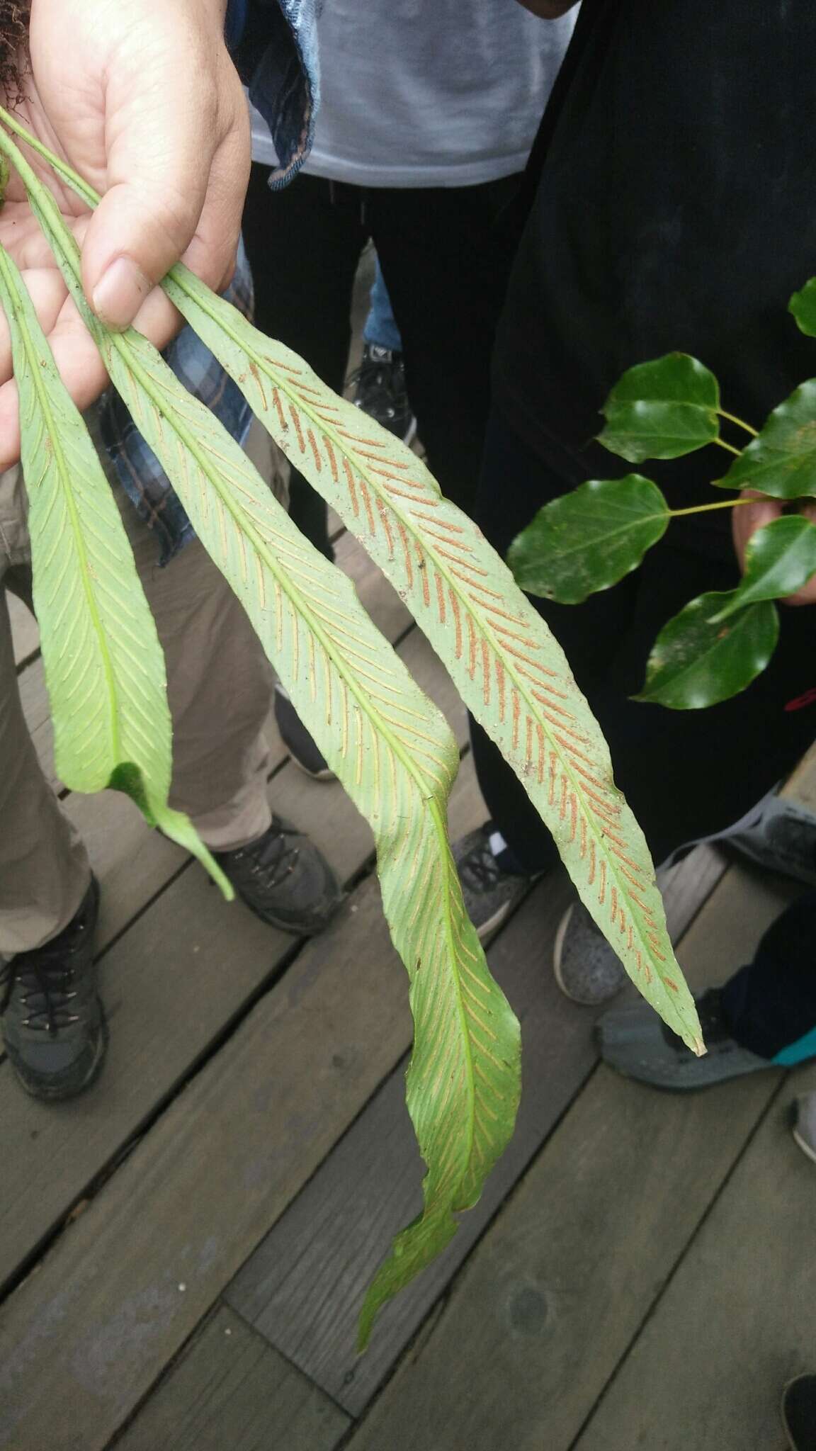 Imagem de Asplenium ensiforme Wall.