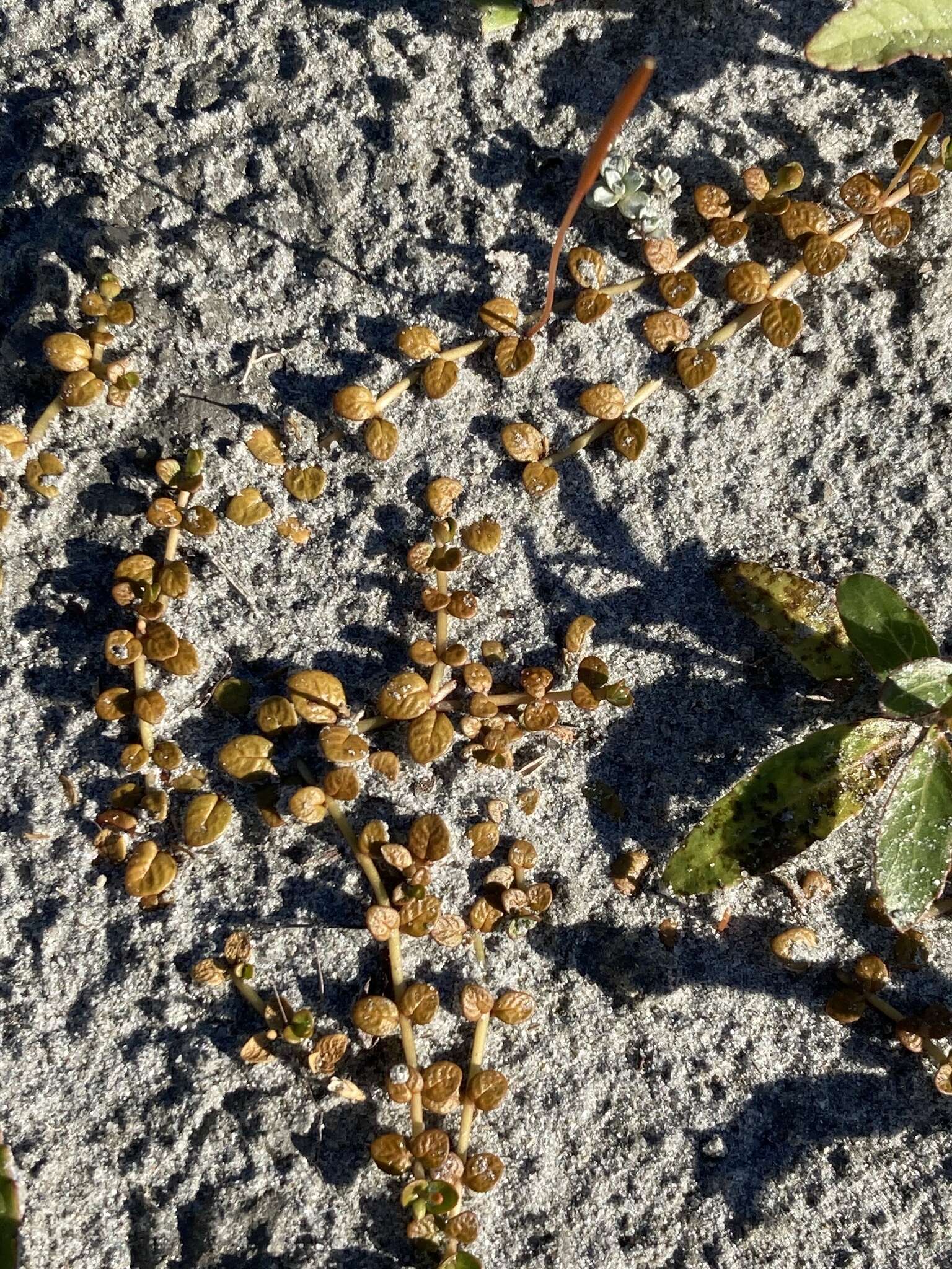 Image of Epilobium komarovianum Leveille