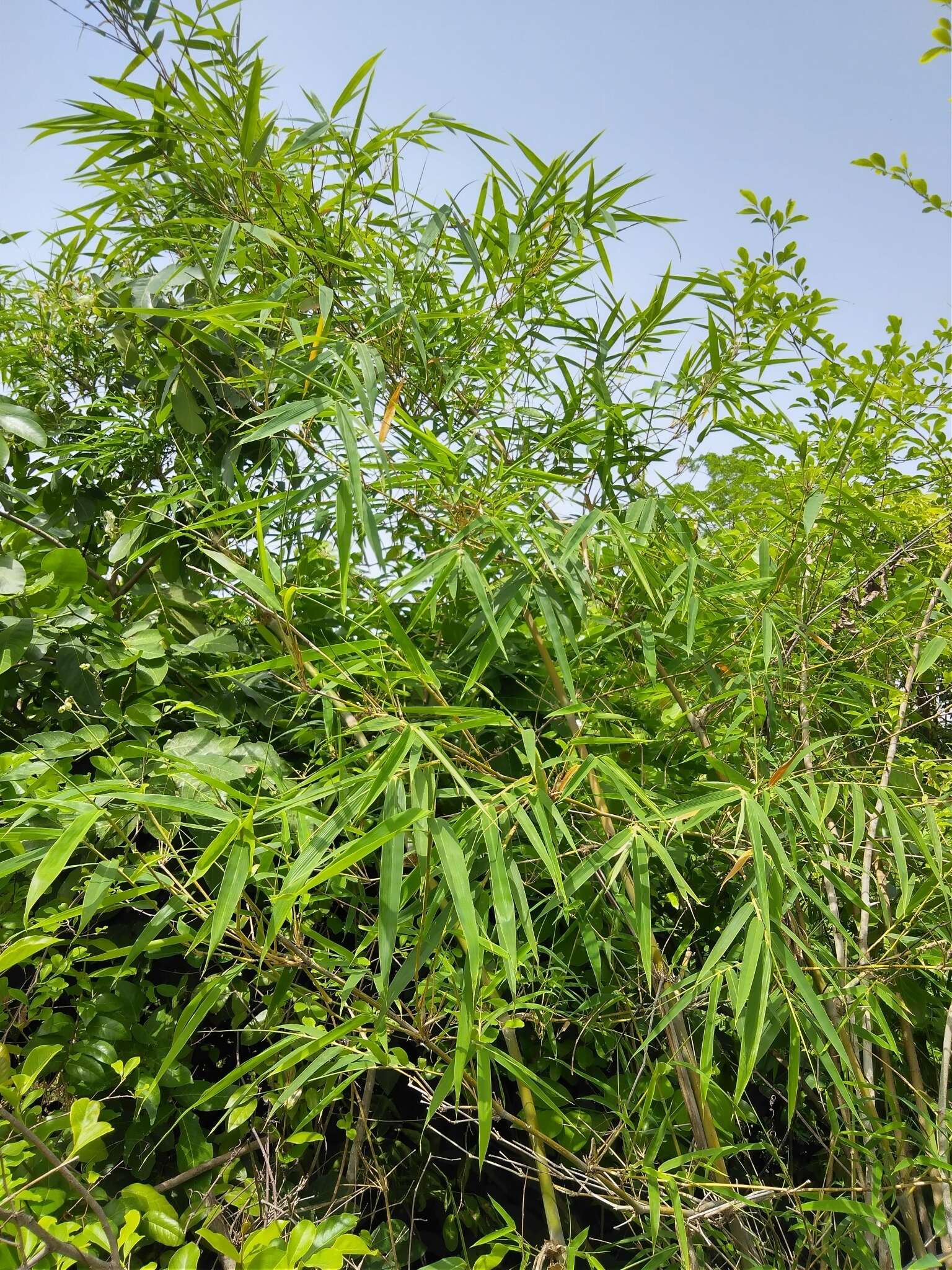 Image of Bindura bamboo