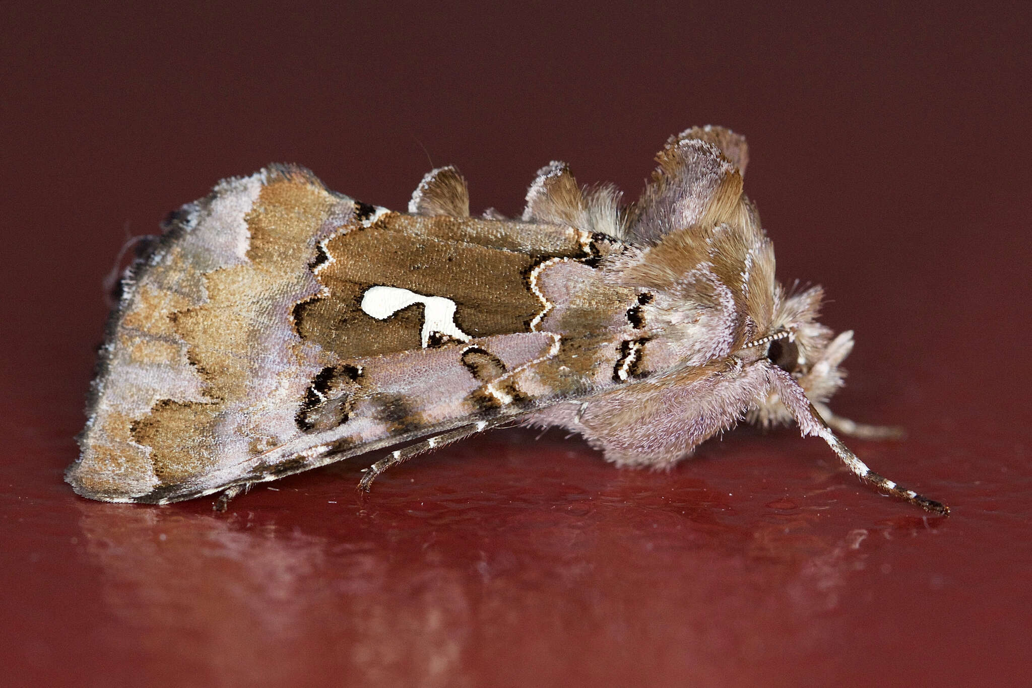 Image de Autographa corusca Strecker 1885