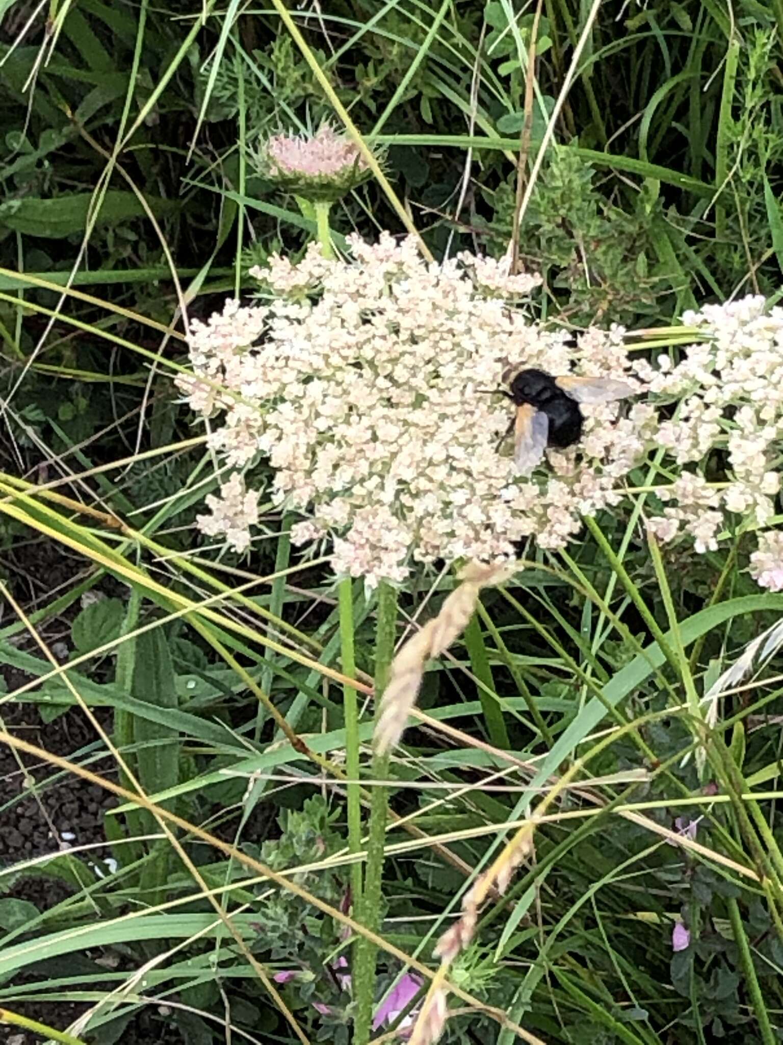 Image de Tachina grossa (Linnaeus 1758)