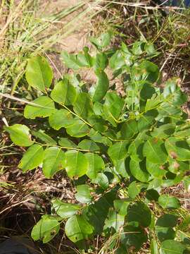 صورة Erythrophleum suaveolens (Guill. & Perr.) Brenan