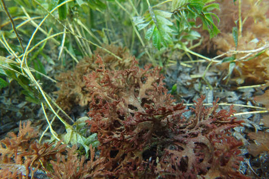 Image of Haloplegma preissii (Harvey) Montagne 1845