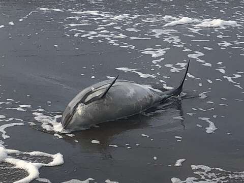 Image of Blue-white Dolphin