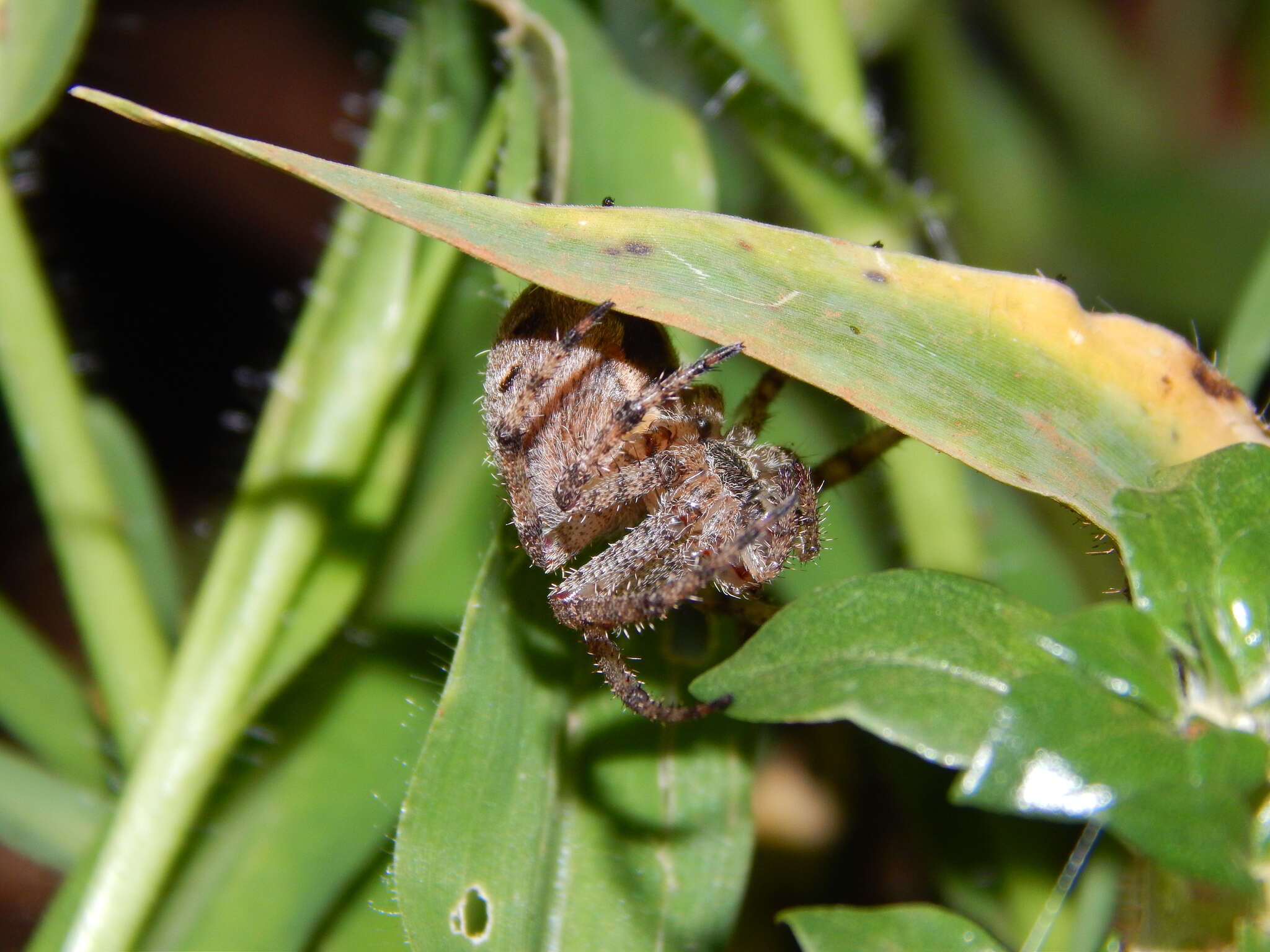 Image of Pararaneus cyrtoscapus (Pocock 1898)