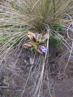 Image de Gentiana spathacea Kunth