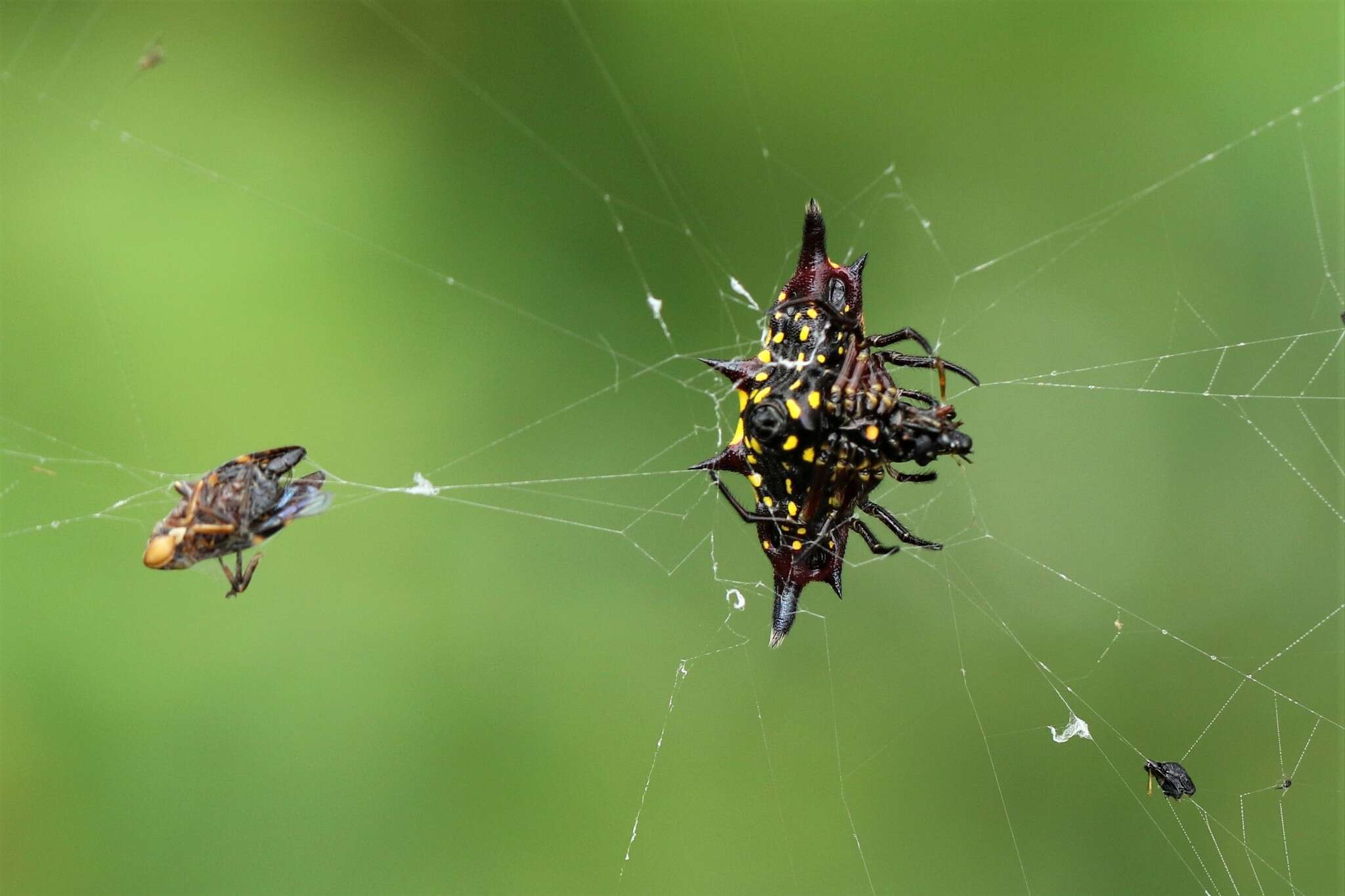 Image of Gasteracantha taeniata (Walckenaer 1841)