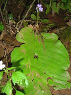 Image of Streptocarpus grandis subsp. grandis