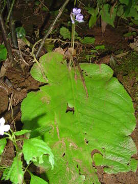 Sivun Streptocarpus grandis subsp. grandis kuva