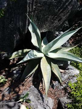 Слика од Agave guiengola Gentry