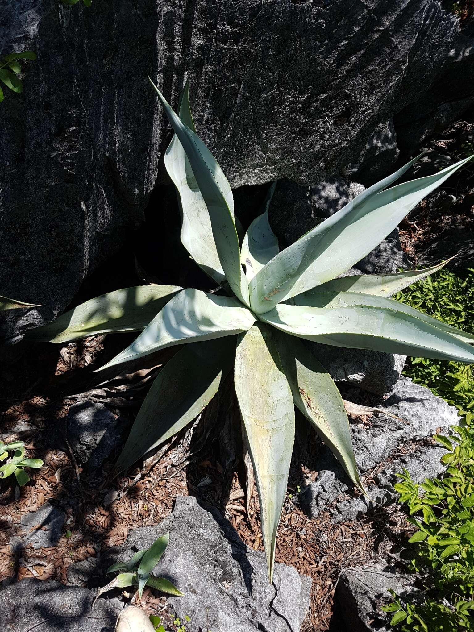 Image of Silvery agave