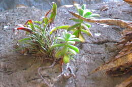 Image of Echeveria pulvinata Rose