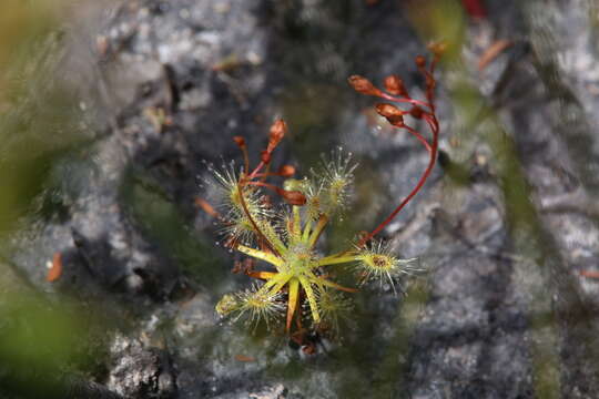 Image de Drosera dichrosepala subsp. enodes (N. Marchant & Lowrie) Schlauer