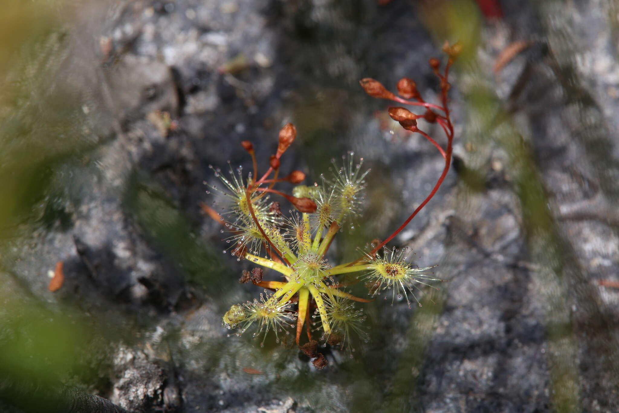 Image of Drosera dichrosepala subsp. enodes (N. Marchant & Lowrie) Schlauer