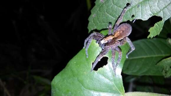 صورة Pardosa pseudoannulata (Bösenberg & Strand 1906)