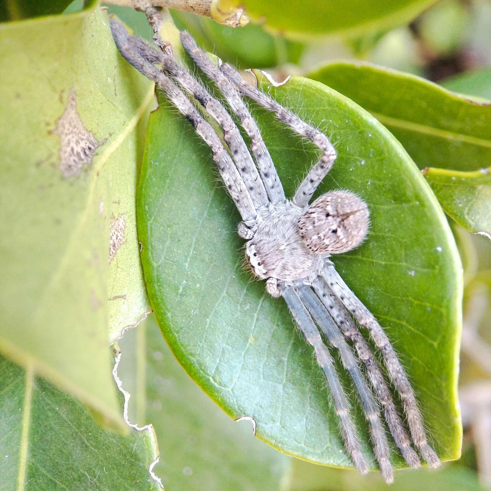 Image of Isopedella cerussata (Simon 1908)