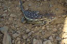 Image of Sceloporus horridus Wiegmann 1834