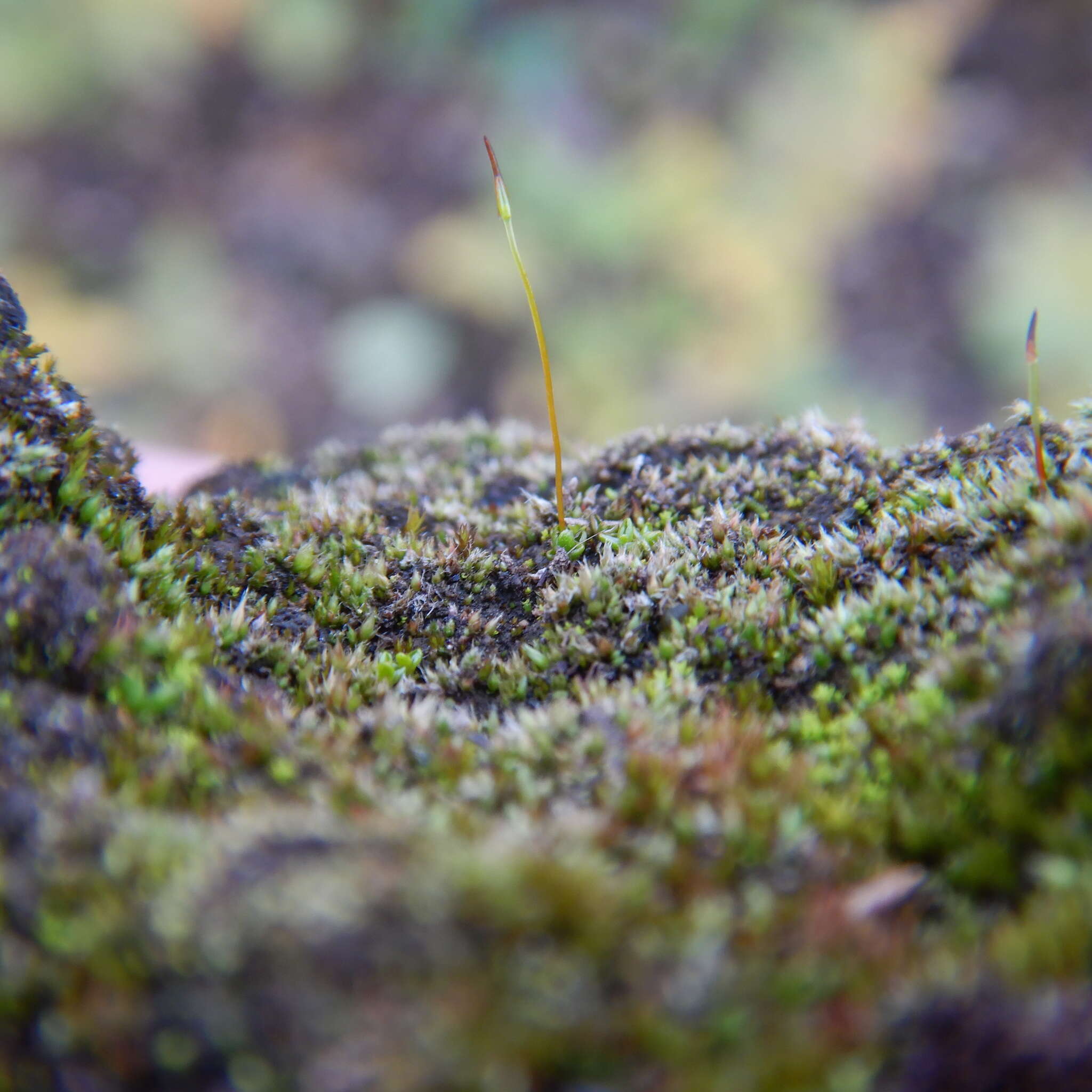 Image of rigid aloina moss