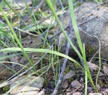 Image of Hesperantha bachmannii Baker