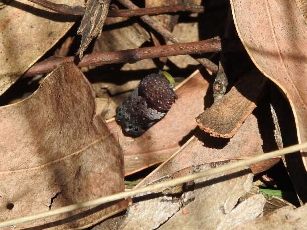 Image of Platybrachys decemmacula (Walker 1851)