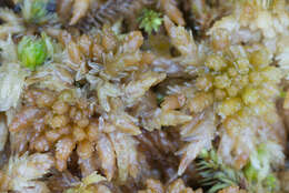 Image of sphagnum