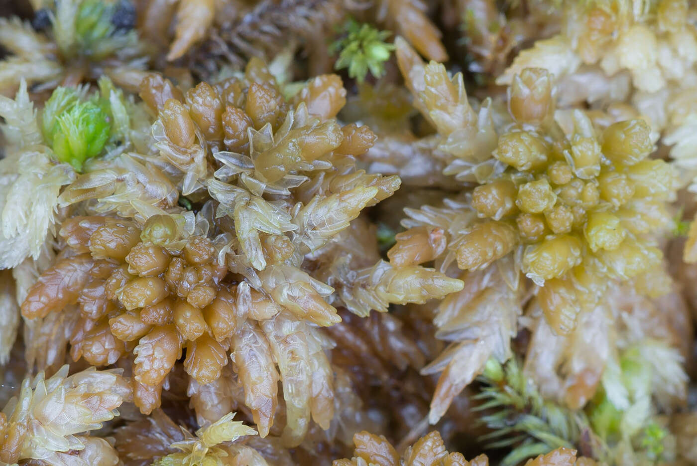 Image of sphagnum