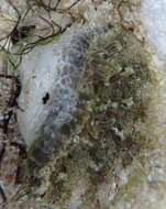 Image of collared sand anemone