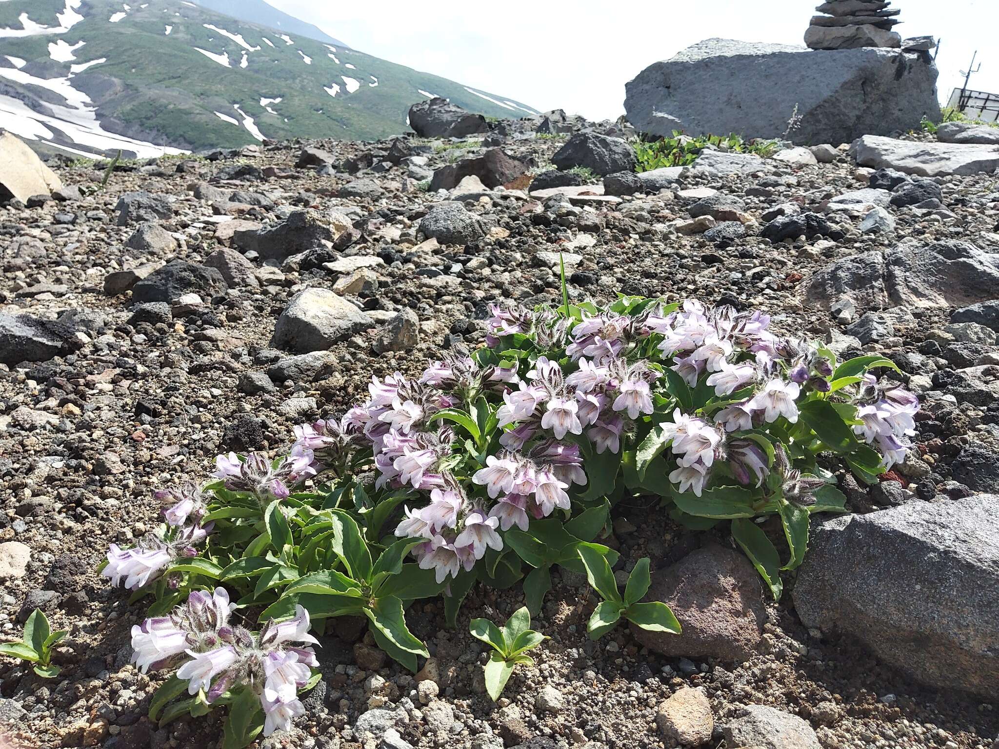 Image of Pennellianthus frutescens (Lamb.) Crosswhite