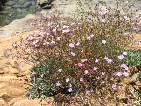 Imagem de Limonium multiforme (Martelli) Pignatti