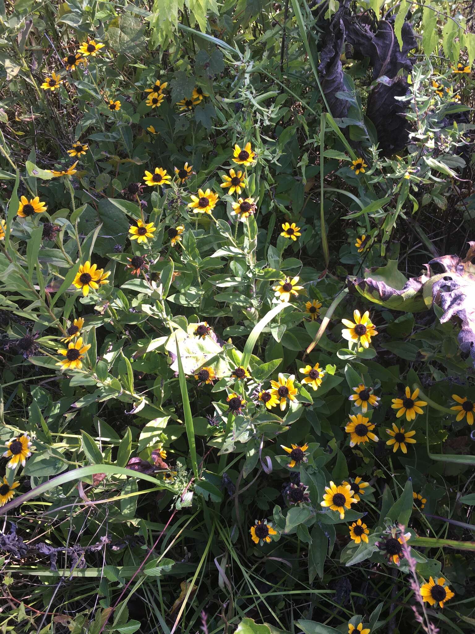 Image of Rudbeckia terranigrae