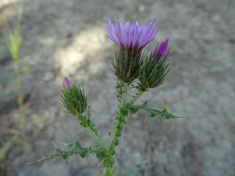 صورة Carduus carpetanus Boiss. & Reut.