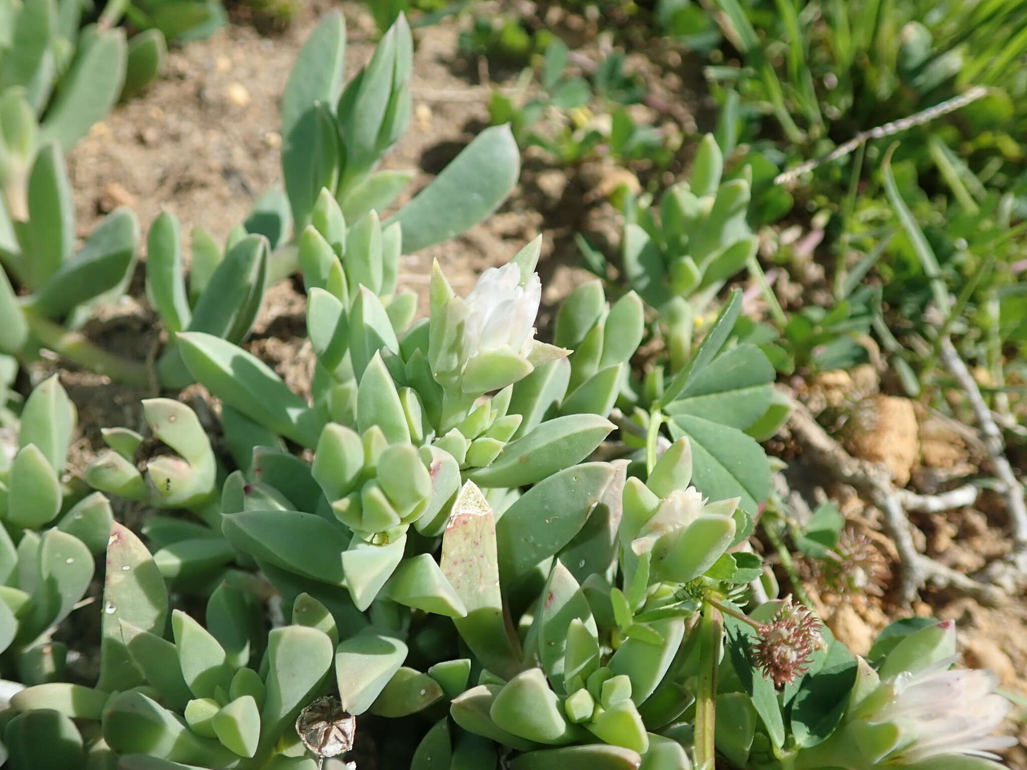 Image of Delosperma guthriei Lavis