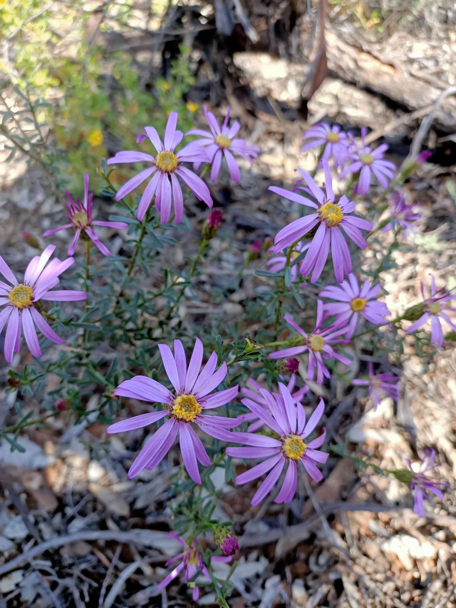 Image of Olearia magniflora F. Müll.