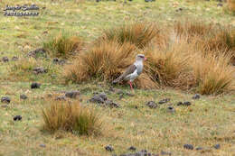 Image of Andean Lapwing
