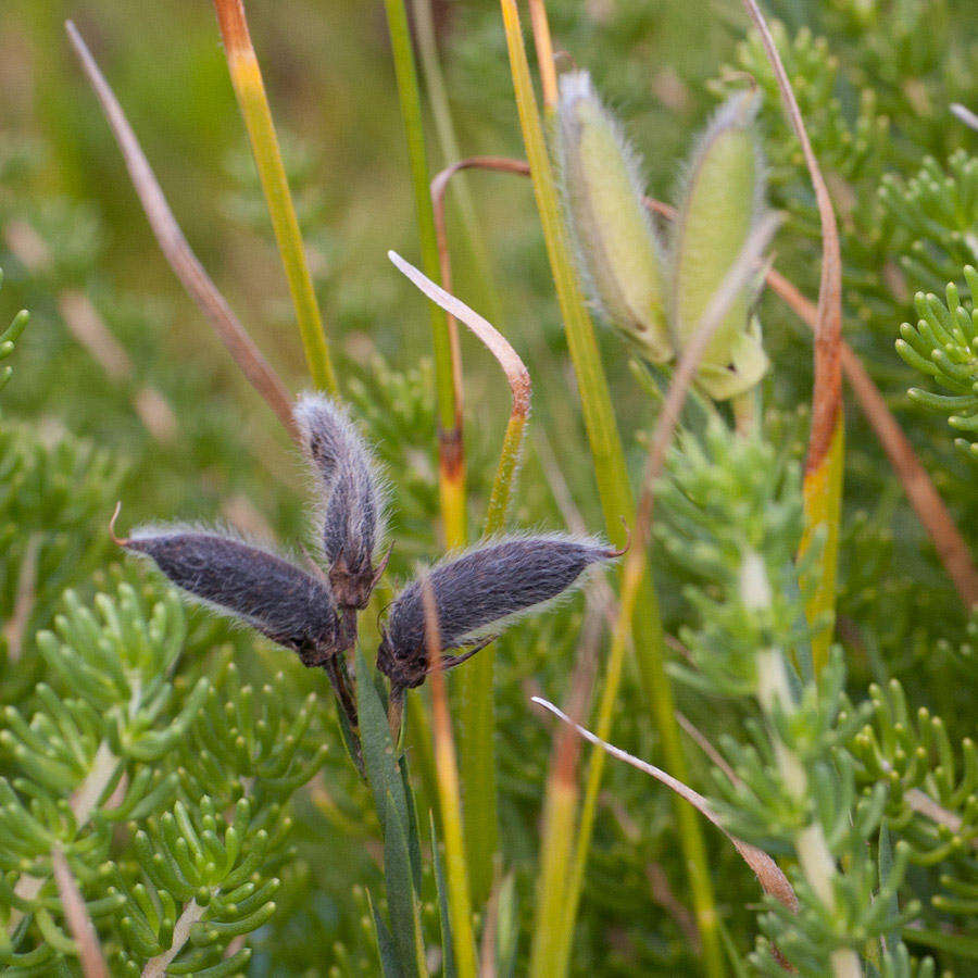 Image of <i>Liparia angustifolia</i>