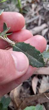 Olearia erubescens (Spreng.) Dippel resmi