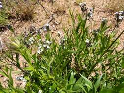 Plancia ëd Amsonia palmeri A. Gray