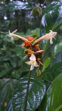 Image of Goeppertia elliptica (Roscoe) Borchs. & S. Suárez