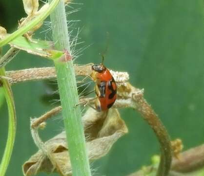 Sivun Cerotoma ruficornis (Olivier 1791) kuva