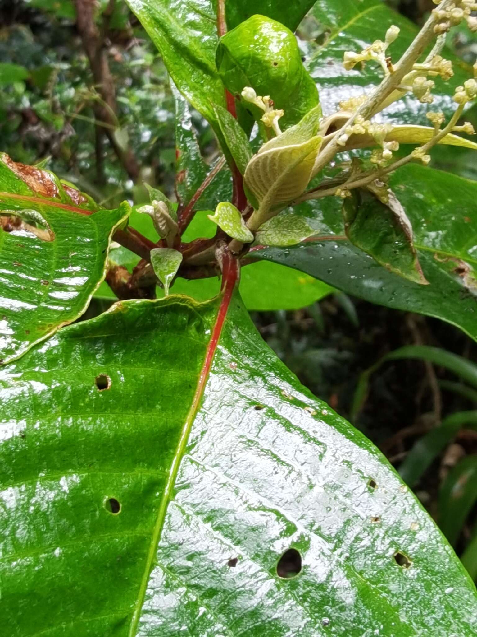 Arachnothryx buddleioides (Benth.) Planch. resmi