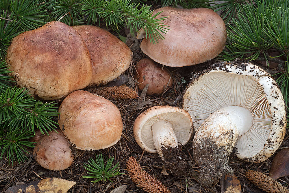 Imagem de Tricholoma cedretorum (Bon) A. Riva 2000