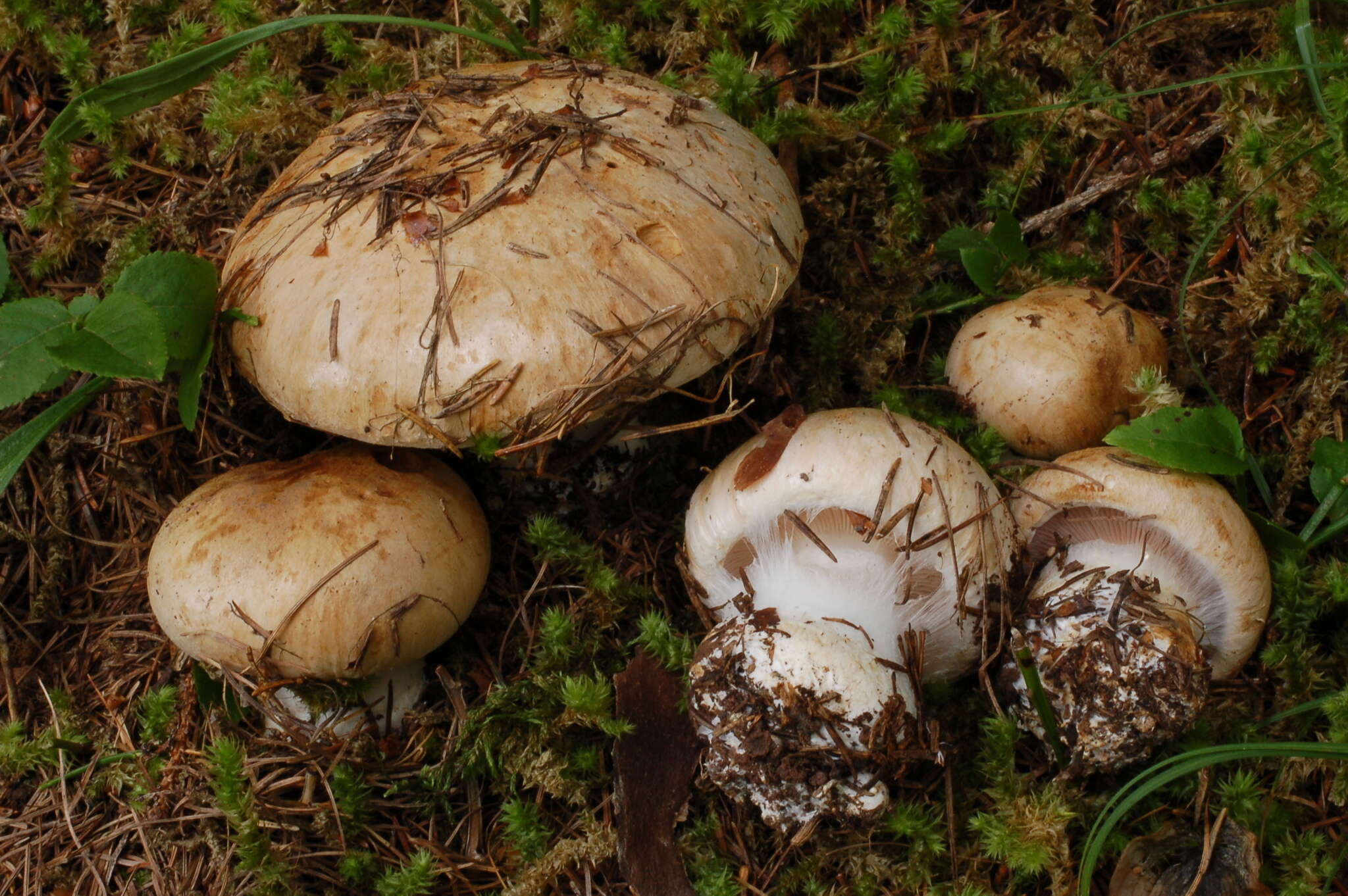 Imagem de Cortinarius balteatoalbus Rob. Henry 1958