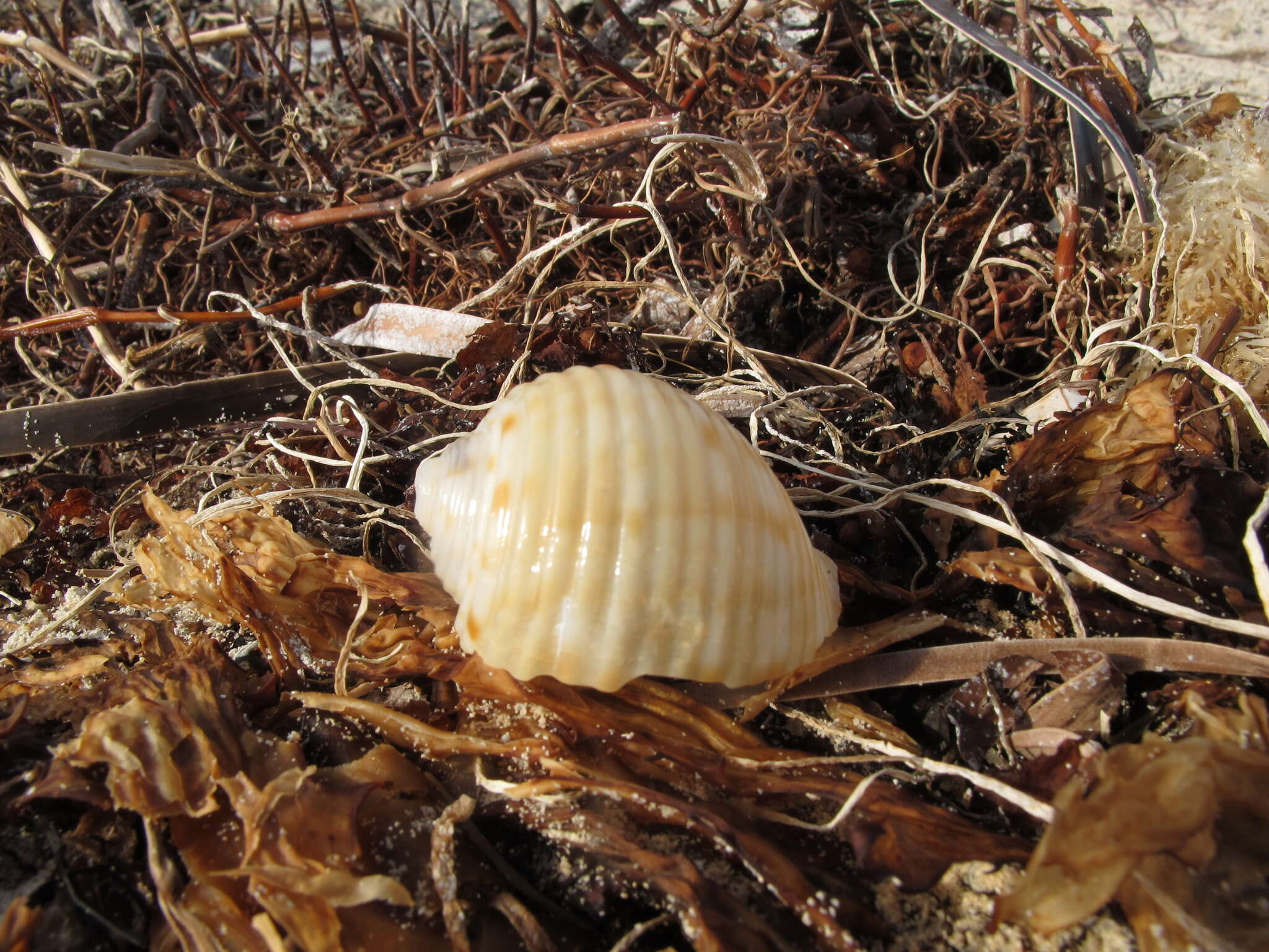 Image of Tonna variegata (Lamarck 1822)