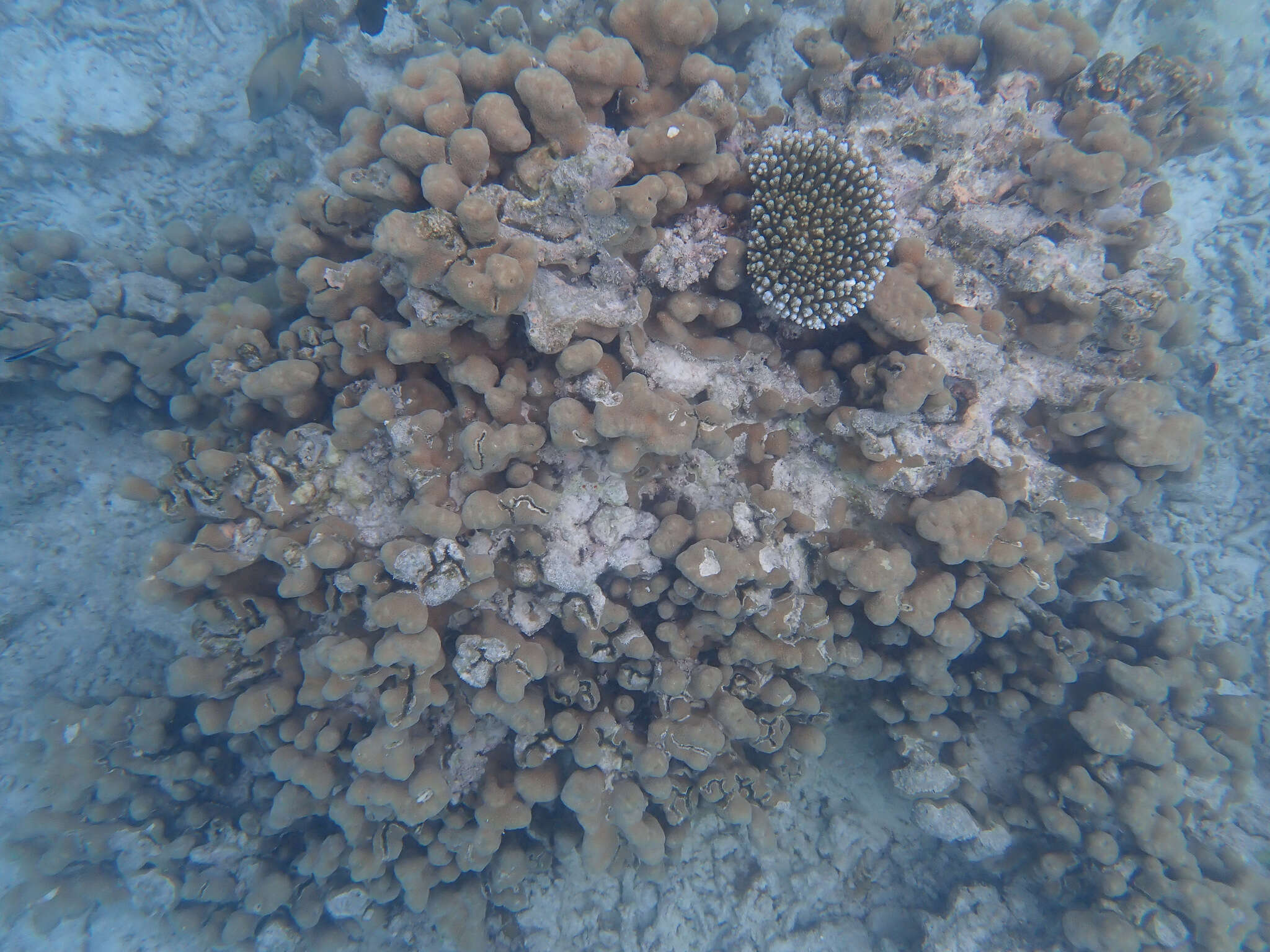 Image of Encrusting Sandpaper Coral