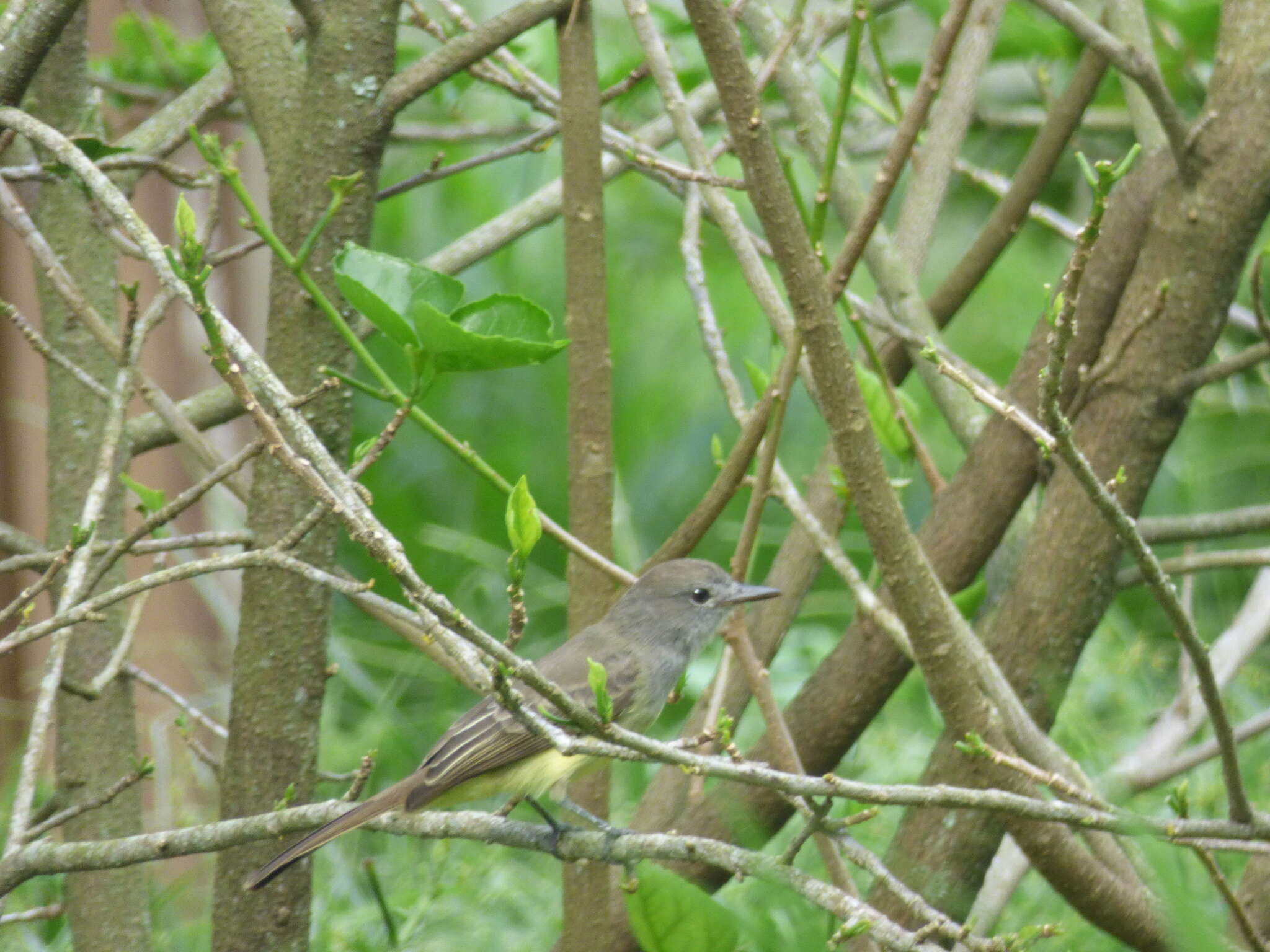 Image of Pale-edged Flycatcher