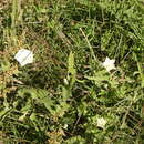 Image of Convolvulus hermanniae subsp. hermanniae