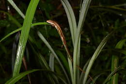 Image of Takydromus viridipunctatus Lue & Lin 2008